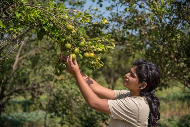 Menina jovem agricultor segurando e examinando laranjas doces das árvores nas mãos.