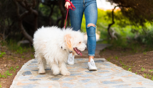 Menina jovem, andar, com, dela, cão, em, um, parque