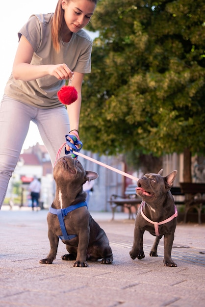 Menina levando seus lindos bulldogs azuis para passear nas ruas