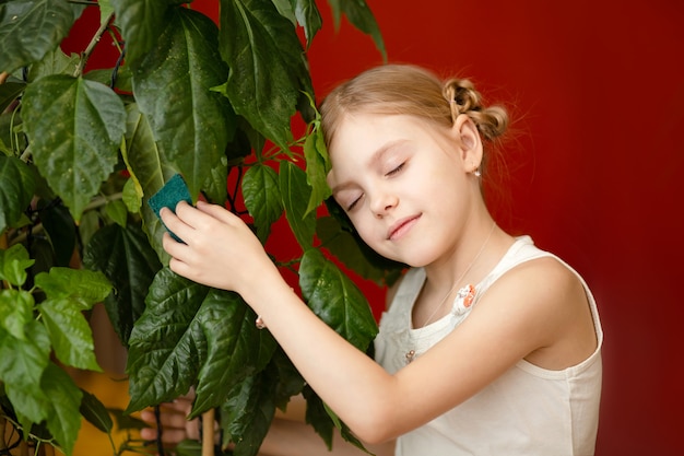 Menina linda de 7-8 anos de idade, com ternura cuida de plantas domésticas, limpa as folhas