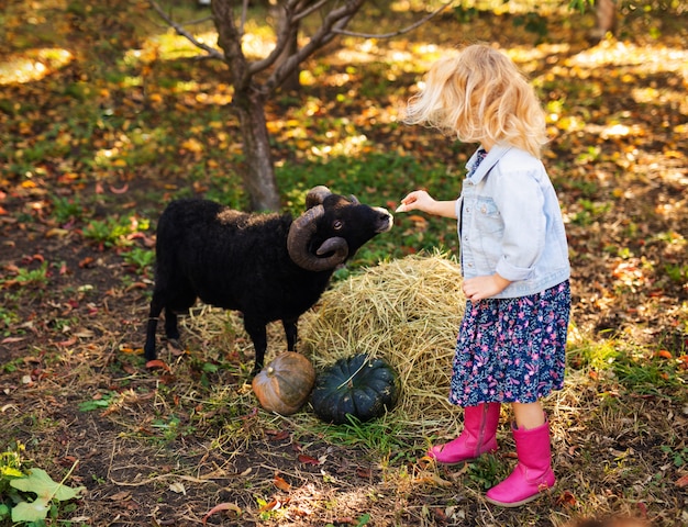 Menina loira encaracolada na jaqueta jeans e botas cor de rosa, alimentando ovelhas domésticas negras. Conceito de vida do agricultor