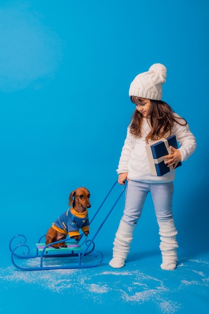 Menina morena bonitinha em um chapéu de malha branco e suéter está trenó um cachorro bassê com presentes em um fundo azul no espaço do estúdio para texto