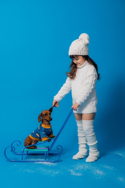 Menina morena bonitinha em um chapéu de malha branco e suéter está trenó um cachorro bassê com presentes em um fundo azul no espaço do estúdio para texto