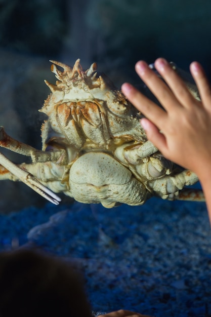 Menina, olhar, peixe, tanque