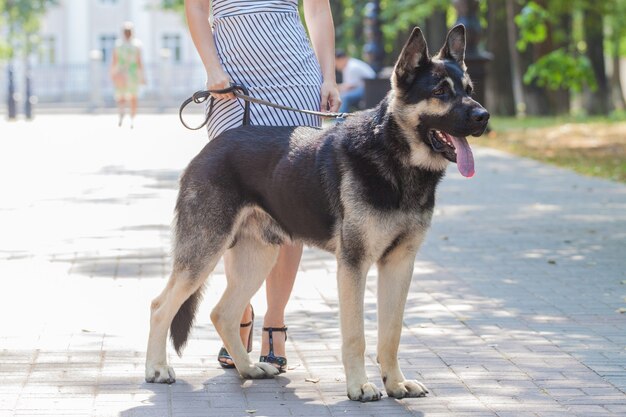 Menina passeando com um cão pastor na cidade