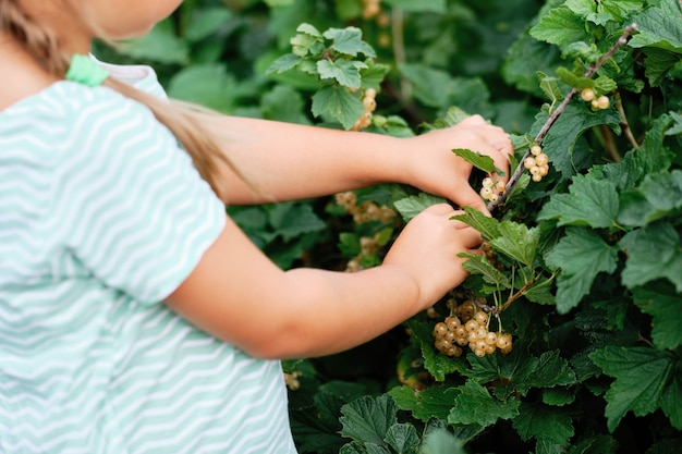 Menina pegando groselha branca em um jardim. Colheita De Vegetais De Outono. Fruta do mato