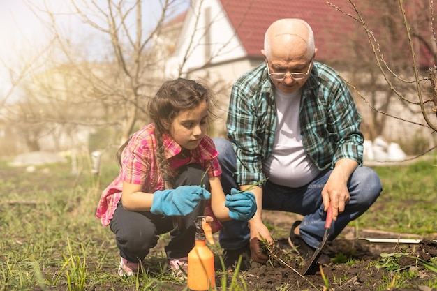 Menina pequena com jardinagem de avô sênior no jardim do quintal.