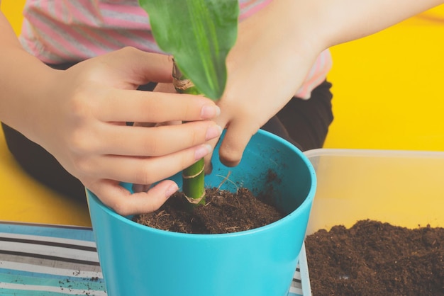 Menina replantando uma planta em uma panela