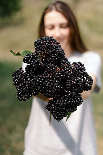 Menina segura nas mãos cachos de fruta preta sabugueiro sambucus nigra preto sabugueiro europeu preto ...