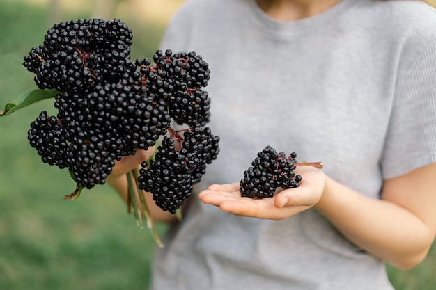 Menina segura nas mãos cachos de fruta preta sabugueiro sambucus nigra preto sabugueiro europeu preto ...