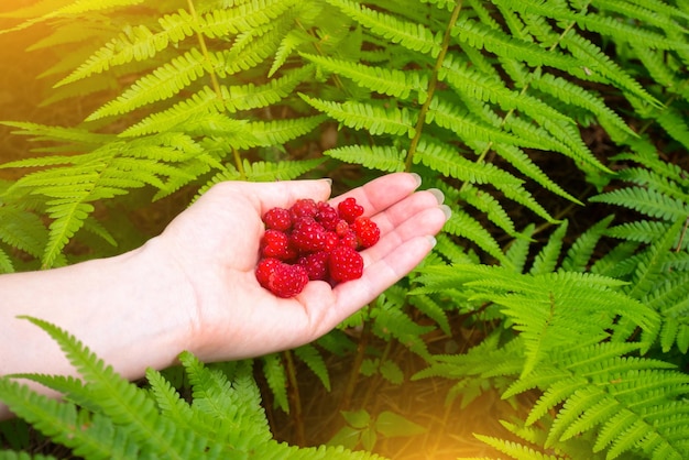 Menina segurando framboesa vermelha fresca crescendo na floresta folhas verdes de plantas conceito de relaxamento e desejo de viajar