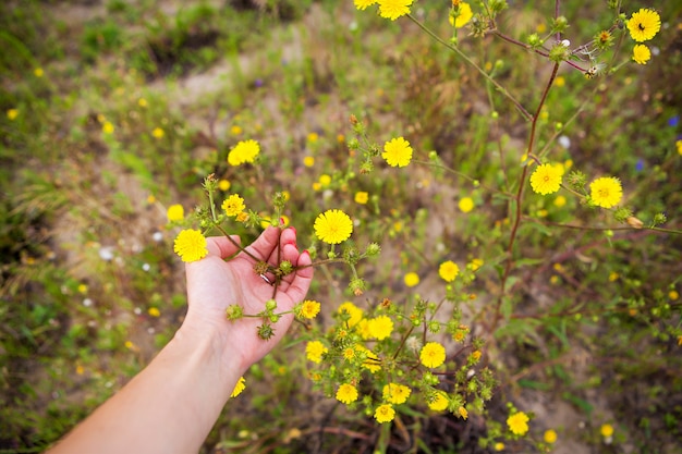 Menina segurando pequenas flores amarelas nas mãos