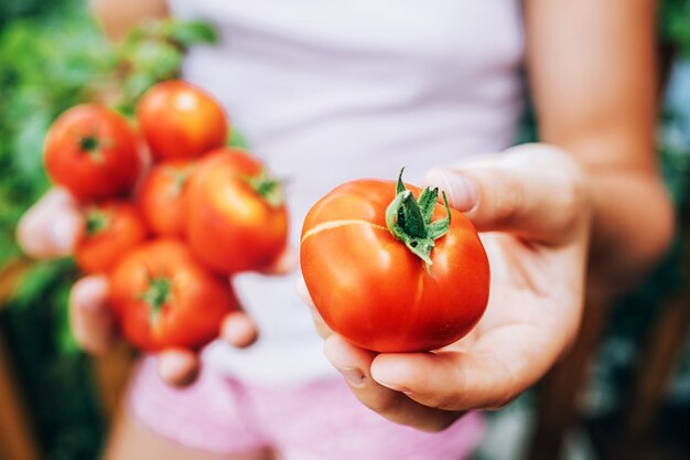 Menina segurando tomates vermelhos maduros nas mãos. Alimentação saudável.