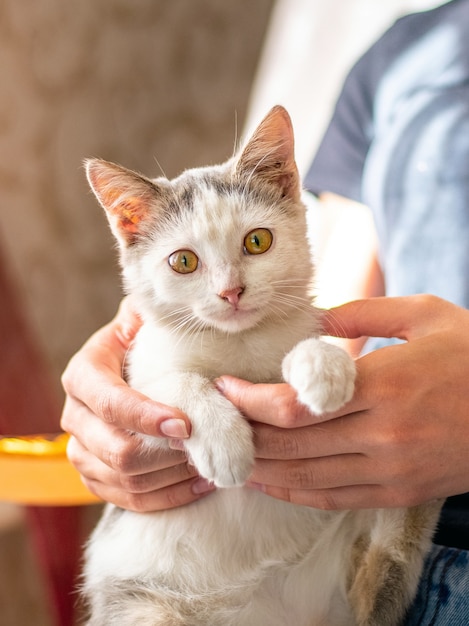 Menina segurando um gato branco nos braços