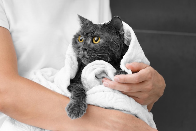 Menina segurando um gato cinza molhado engraçado enrolado em uma toalha depois de tomar banho higiene de animais de estimação