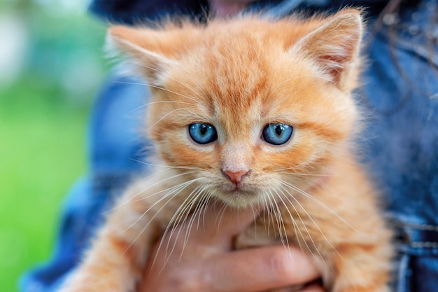 Menina segurando um gato vermelho fofo na mão