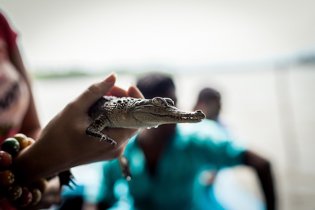 Menina segurando um pequeno crocodilo.