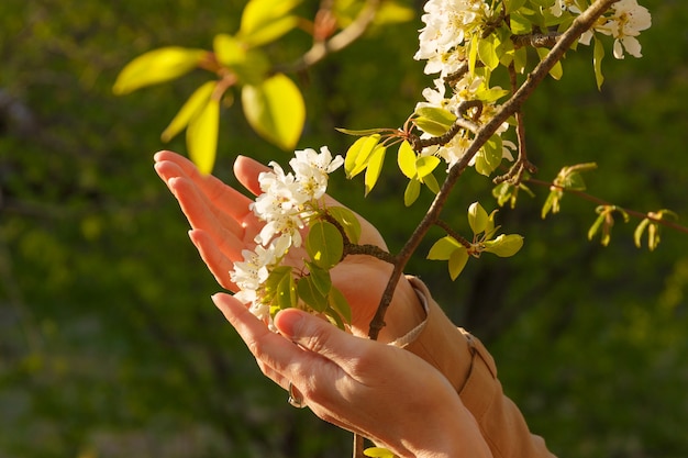 Menina toca flor ramo branco com a mão. Árvore de cerejeira.