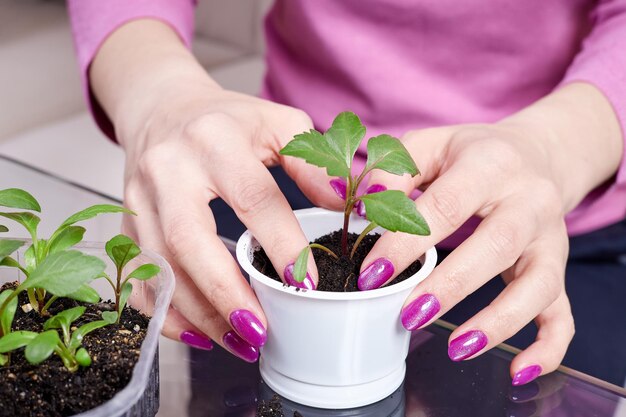 Menina transplantando mudas de plantas para um novo vaso em casa