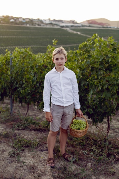 Menino adolescente com uma camisa branca em um vinhedo ao pôr do sol e segurando uma cesta de uvas verdes