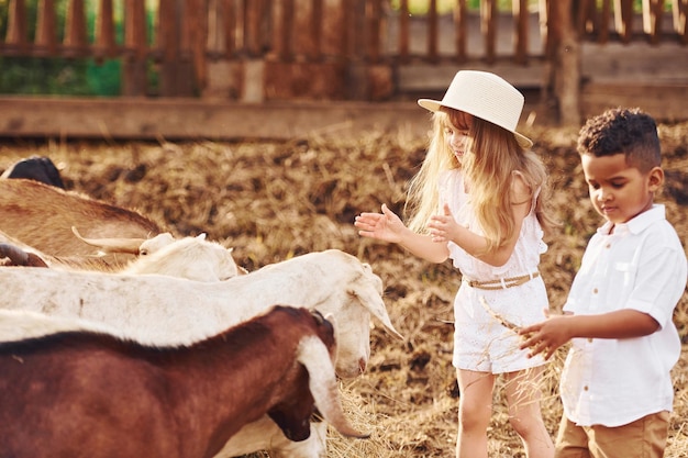 Menino afro-americano bonitinho com garota europeia está na fazenda com cabras