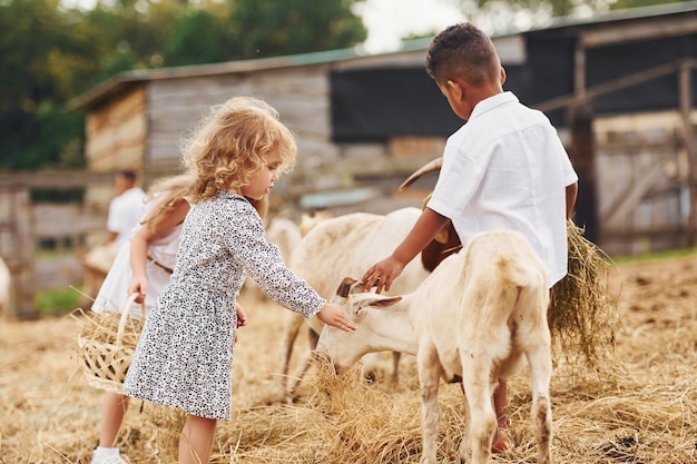 Menino afro-americano bonitinho com meninas europeias está na fazenda com cabras
