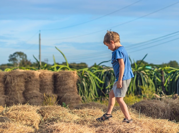 Menino azul tshirt sorriso jogo sobe no palheiro fardos de feno seco céu claro dia ensolarado criança ao ar livre crianças verão atividades de lazer conceito feliz infância campo ar perto da natureza