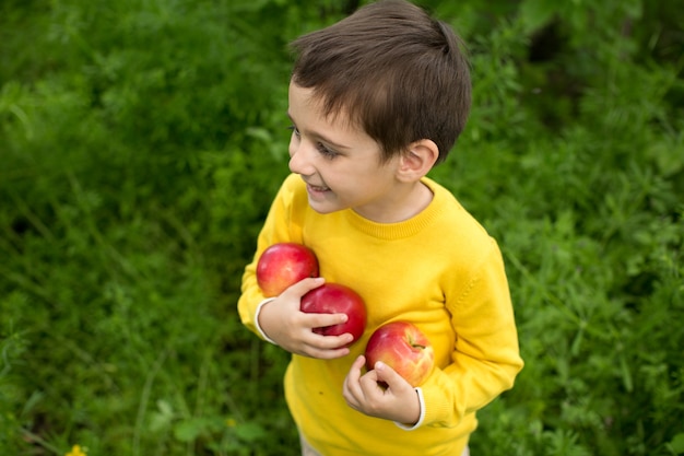 Menino bonitinho colhendo maçãs em um fundo de grama verde em dia ensolarado. nutrição saudável.