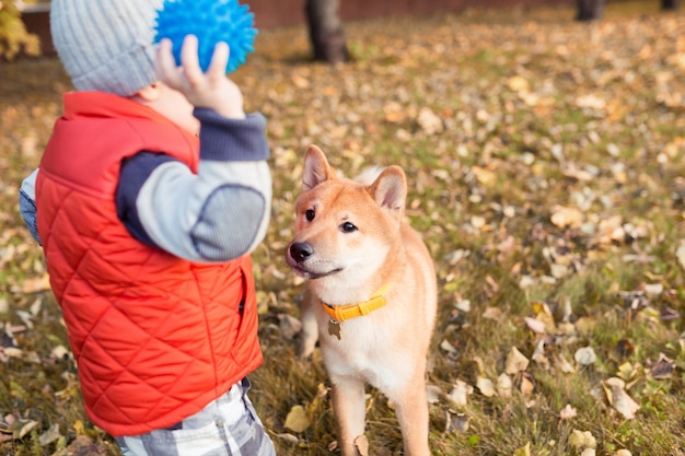 Menino brincando com seu cachorro vermelho no gramado do parque outono. Filhote de cachorro e criança Shiba inu são melhores amigos, felicidade e conceito de infância despreocupado