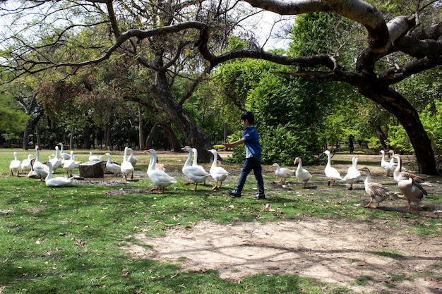 Foto menino caminhando por gansos caminhando na grama no parque