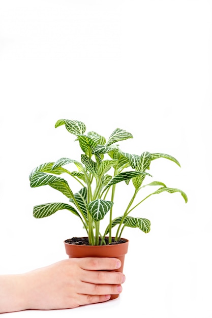 Menino com planta fittonia em fundo branco. Jardinagem em casa e plantas de interior.