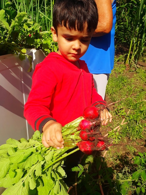 Foto menino com rabanetos no quintal