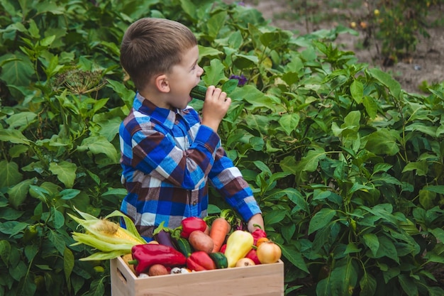 Menino com uma caixa de legumes no jardim