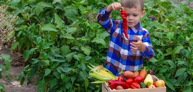 Menino com uma caixa de legumes no jardim