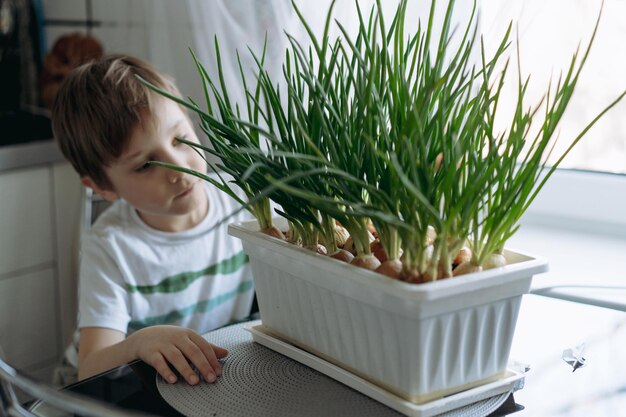 Menino cuidando de cebola fresca plantada