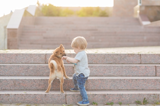 Menino e cachorrinho shiba inu vermelho brincando ao ar livre no verão