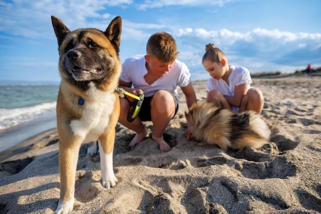 Menino e sua irmã em roupas leves caminham e relaxam com cães Pomeranian e Akita Inu na praia ao longo do Mar Negro