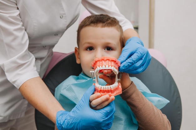 Menino feliz, estudando a anatomia dos dentes humanos, segurando um modelo de dentes no consultório do dentista. dentadura