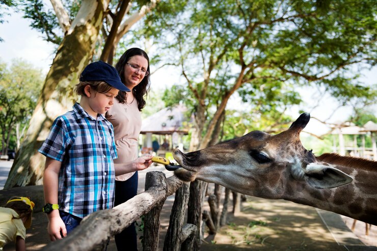 Foto menino jovem, alimentação, girafa, em, a, jardim zoológico