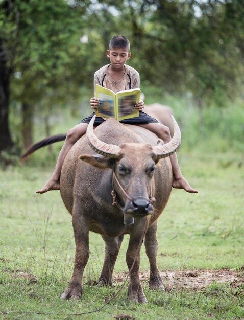 Menino lendo livro com ele búfalo, Tailândia