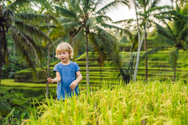 Menino na plantação de campo de arroz em cascata verde no terraço de Tegalalang. Bali, Indonésia Viajando com o conceito de crianças. Ensinando as crianças na prática
