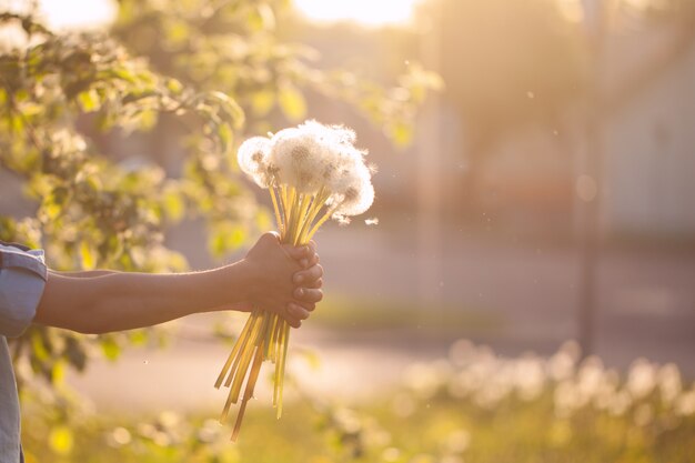 Menino, segurando, em, mãos, buquê, de, dandelions, ligado, verão, pôr do sol