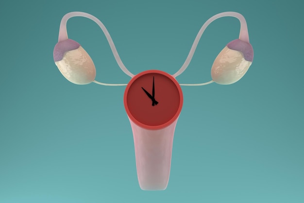 Menopause-Konzept Innere genitale weibliche Organe mit einer Uhr auf der Gebärmutter 3D-Rendering