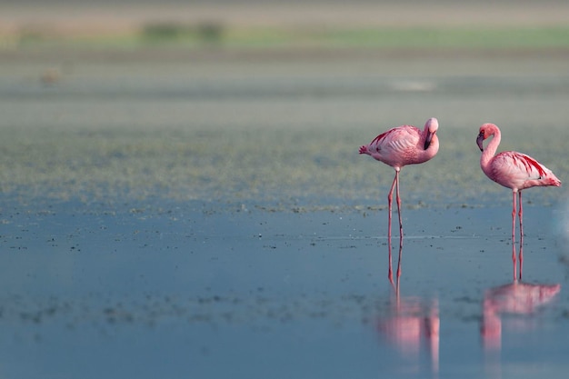 Menor flamingo phoenicopterus minor málaga espanha