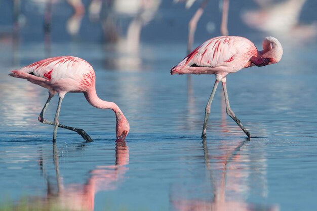 Menor flamingo Phoenicopterus minor Málaga Espanha