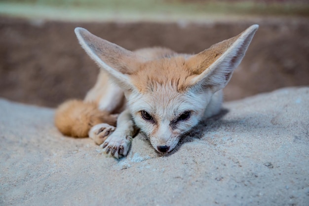 Menor raposa fennec no deserto do saara