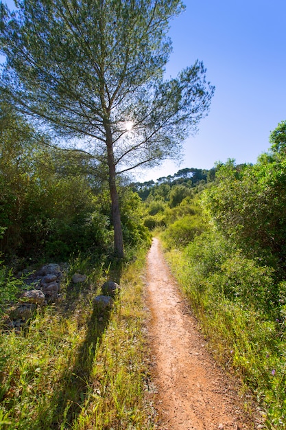 Foto menorca faixa mediterrânea em es mitjorn gran