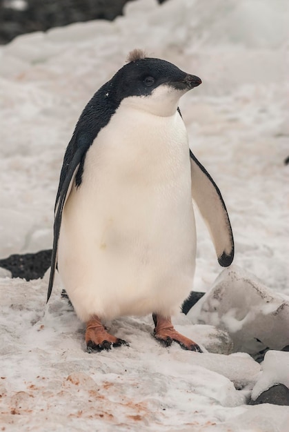 Menores de pingüinos Adelie en hielo isla Paulet Antártida