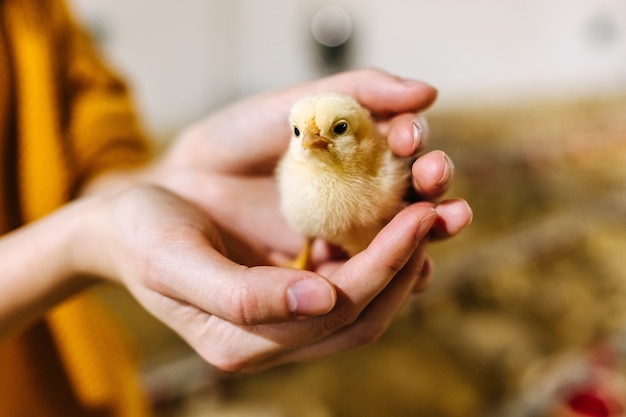 Mensch, der ein kleines Huhn in den Händen hält.