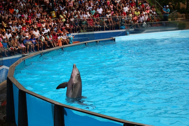 Foto menschen beobachten eine delfin-show